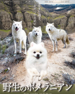 うちの子映画ポスター<br>（野生のポメラニアン）